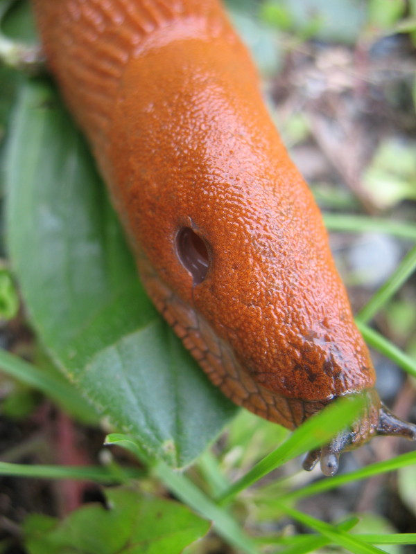 Arion lusitanicus??
